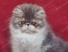 kitten