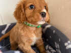 Puppy