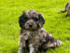 puppy