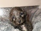 dottie