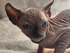 kitten