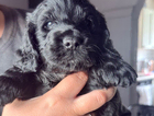 puppy