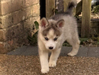 puppy