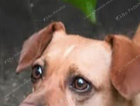 Lost/ Missing Female Jack Russell Cross