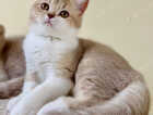 Kitten