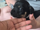puppy
