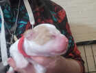 Puppy