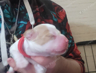 puppy