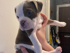 puppy
