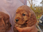 puppy