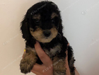puppy