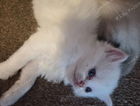 kitten