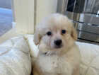 Puppy