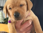 puppy