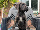 Puppy