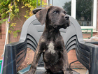 puppy