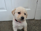 puppy