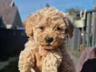Puppy