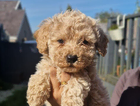 puppy