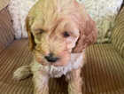 Puppy
