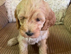 puppy