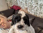 Puppy