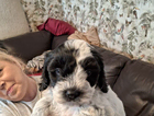 puppy