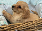 puppy