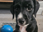 puppy
