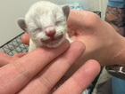 kitten
