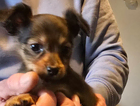puppy