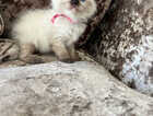 Kitten