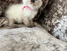 kitten