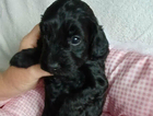 puppy   pink