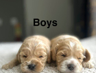 puppy
