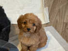 Puppy