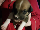 puppy