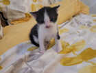Kitten