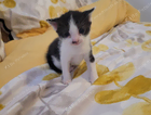 kitten