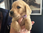 puppy
