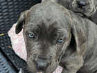 Puppy