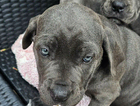 puppy