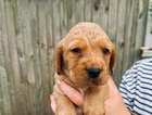 puppy