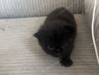 Kitten