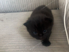 kitten