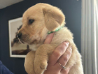puppy
