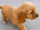 Puppy