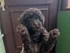puppy