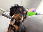 Puppy