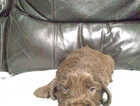 Puppy